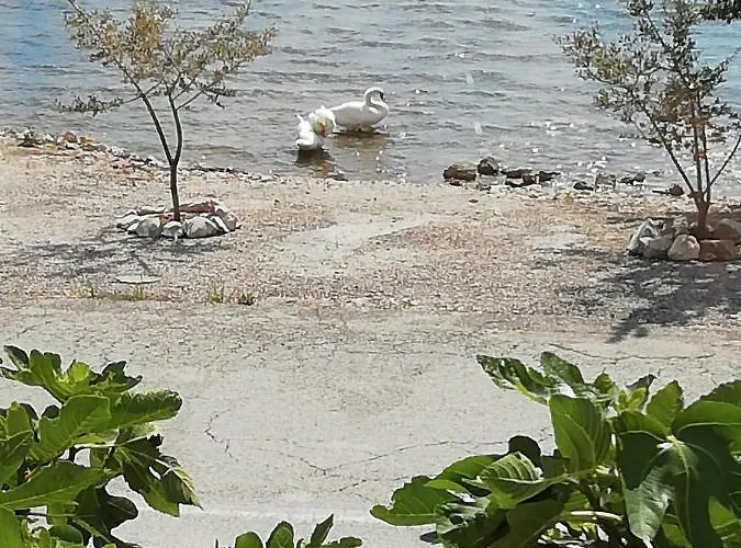 Daire Zvonimir Pirovac